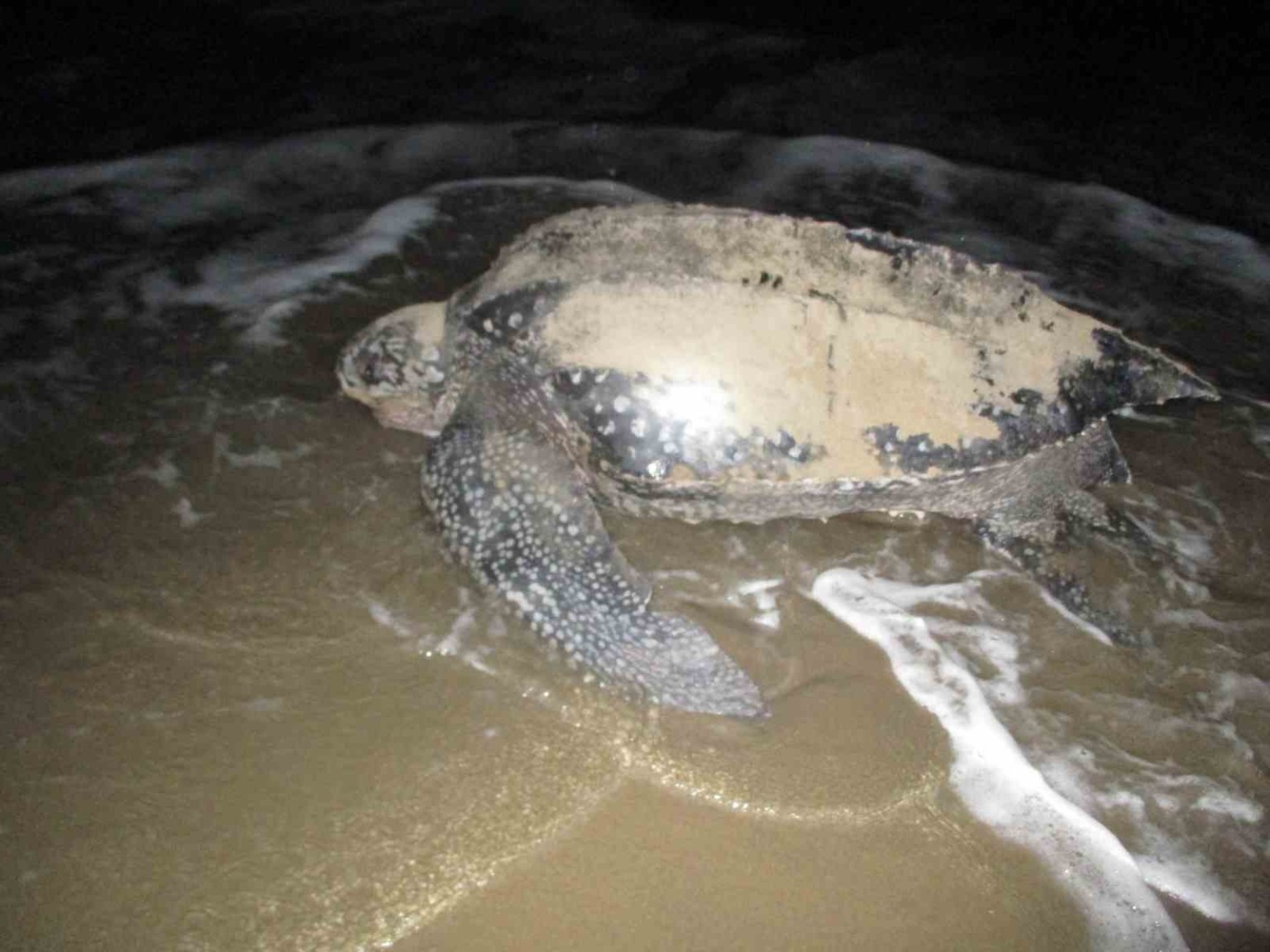 Sea turtle at the edge of the ocean